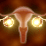Everything About Ovary Lifecycle